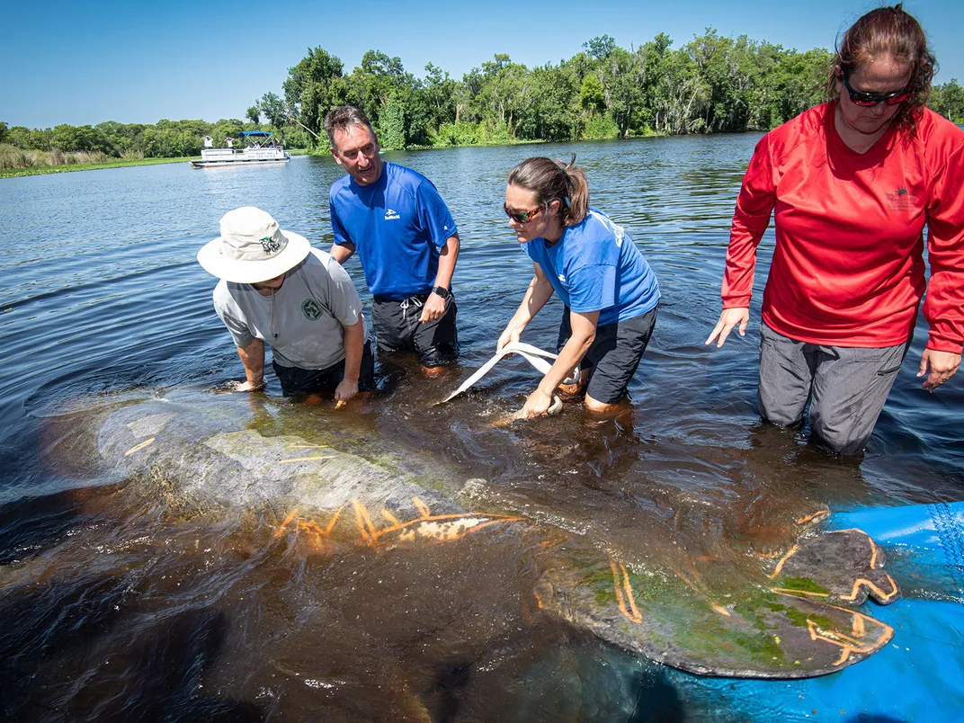 Manatee Released Into the Wild