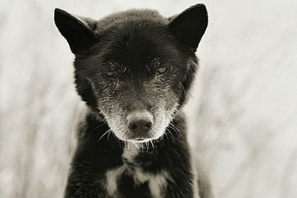 Blue, Australian Kelpie, Age 19