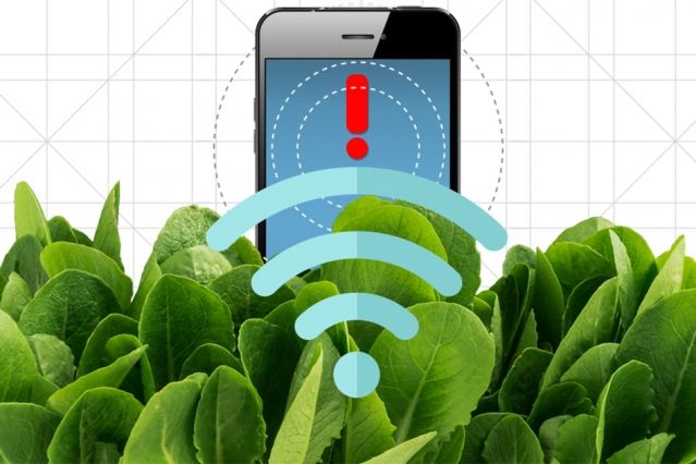 Spinach Phone