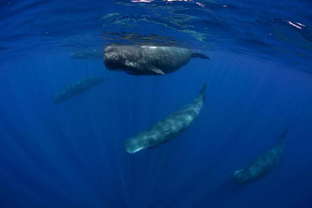 Whale