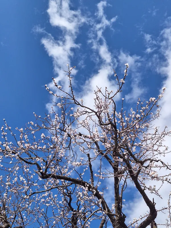 Dancing blossoms thumbnail