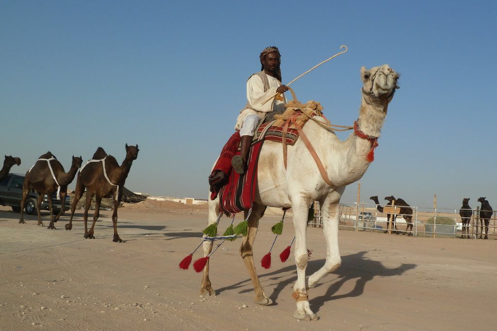 20130809021025camel.jpg