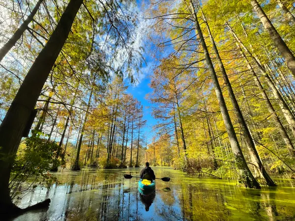 Man Kayaking Among the Bald Cypress Trees thumbnail