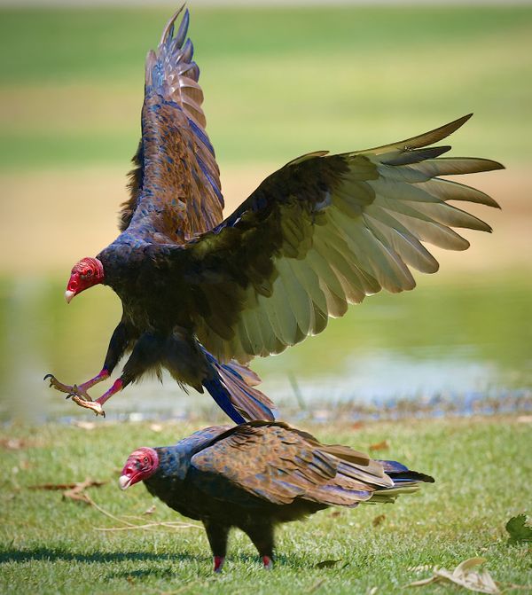 Leapin' Turkey Vultures thumbnail