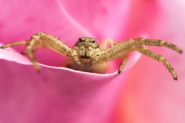 The spider hidden in the petals thumbnail