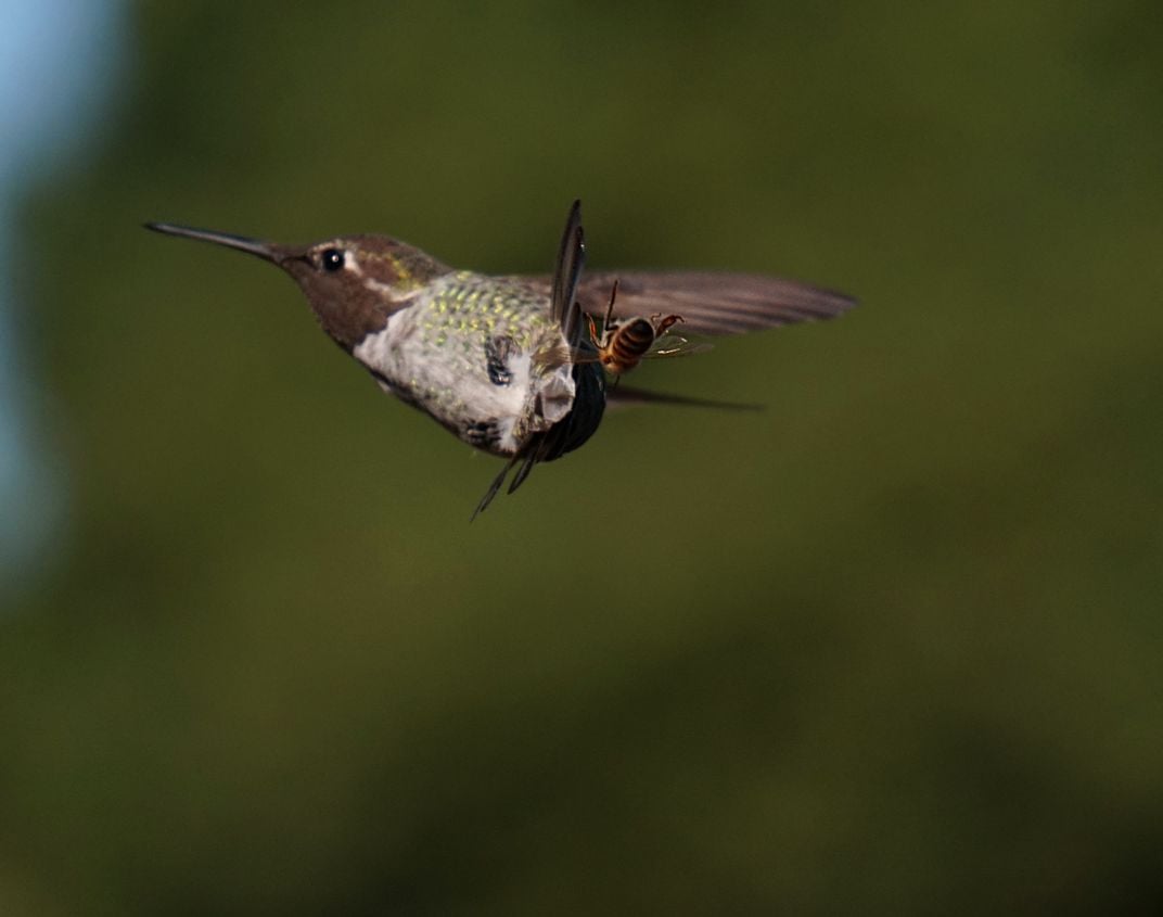 Bee in Bird | Smithsonian Photo Contest | Smithsonian Magazine