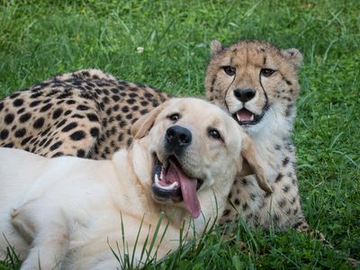 A Cheetah and a Cub play together