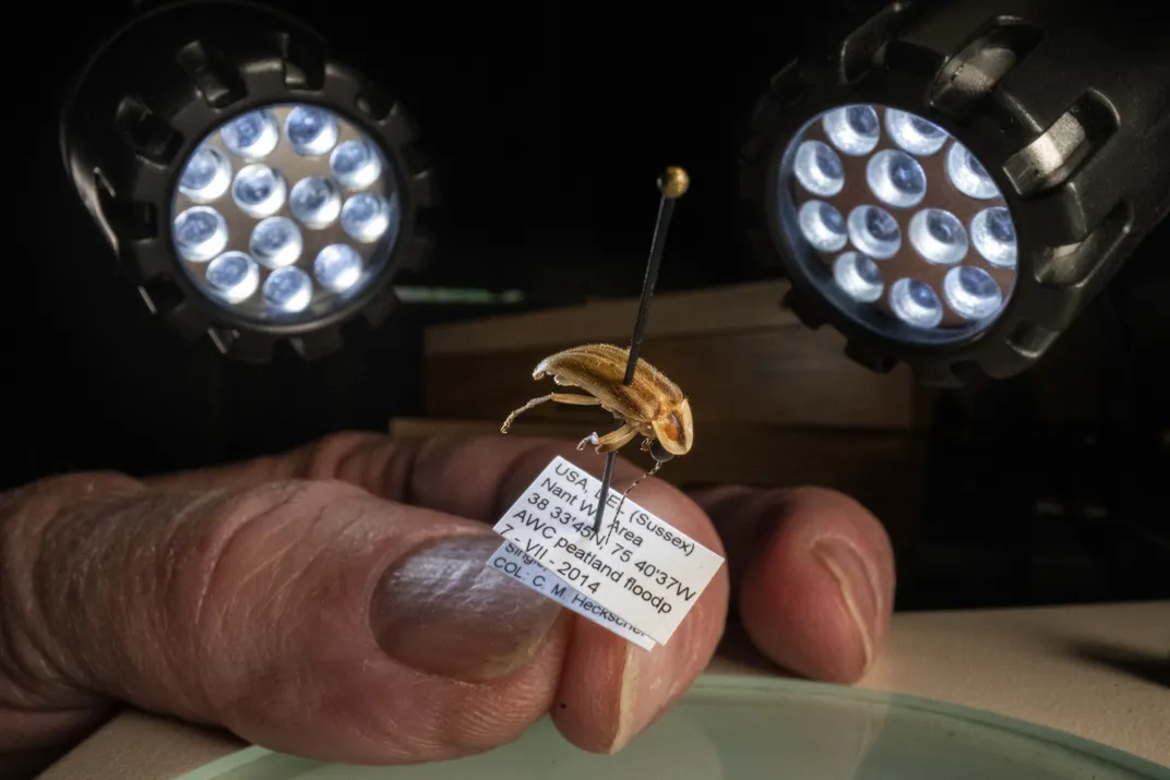 Heckscher holds a Photuris mysticalampas, a species he discovered.