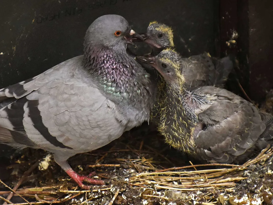 Pigeon Feeding Chicks