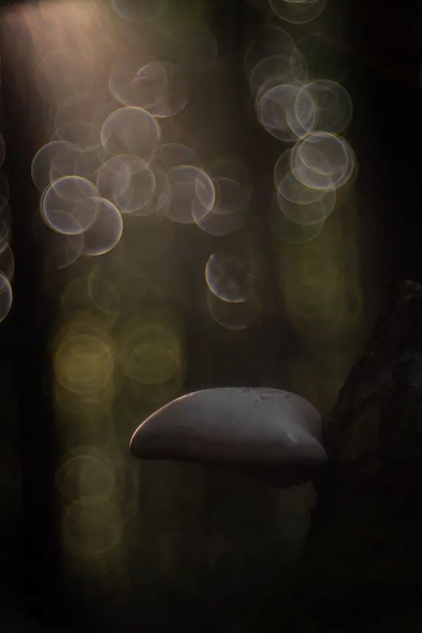 Fantastic Fungi thumbnail