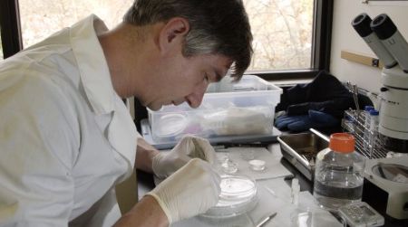 Dr. Pierre Comizzoli, one of the two Smithsonian scientists to receive the Presidential Award, at work in the lab.