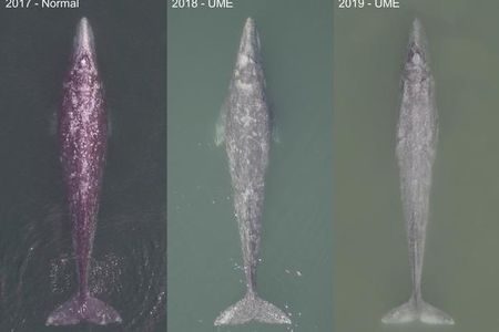 Three adult gray whales photographed via drone in 2017, 2018 and 2019 in Laguna San Ignacio off the coast of Mexico. The three shots show increasingly skinny whales, a bad sign for an animal that needs to make a 10,000-mile return trip to reach its feeding grounds. 