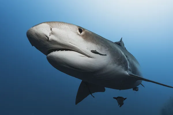 Tiger in the Blue thumbnail