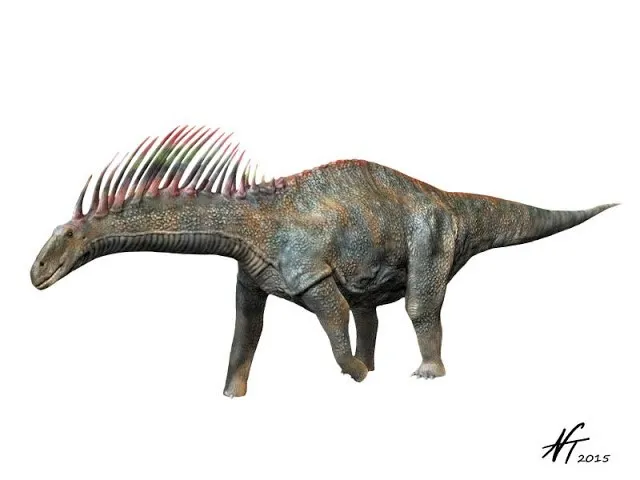 Left-facing, gray Amargasaurus on a white background. 