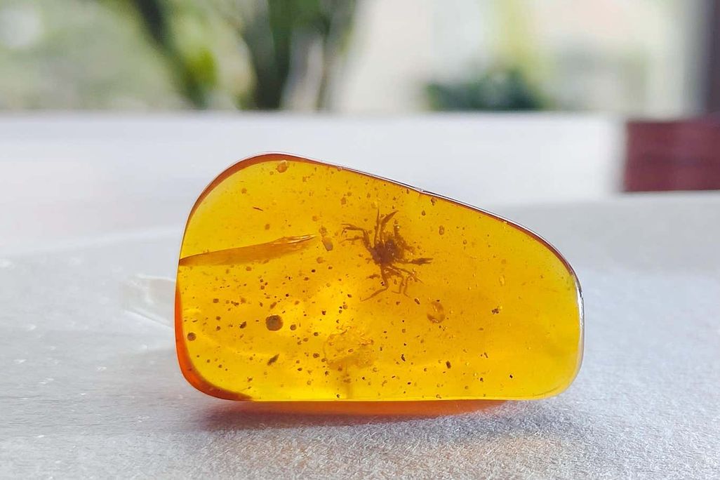 An image of a small crab encased in golden amber