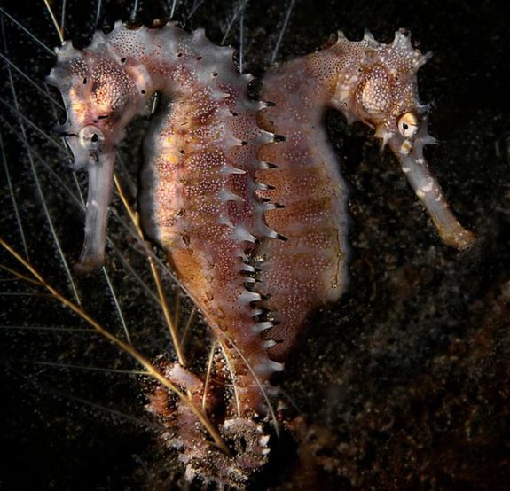 Two thorny seahorses (Hippocampus histrix), tails intertwined.