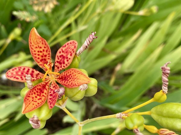 Blackberry lily blooming in New York thumbnail