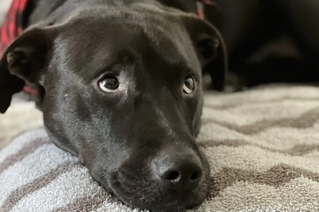 Image of a dog laying down looking up with red bandana