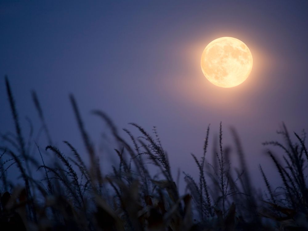 Harvest Moon