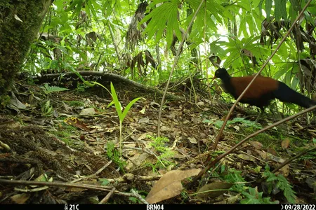 A species that was previously considered lost, the black-naped pheasant-pigeon, was rediscovered in 2022.