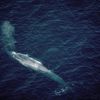 Maybe the World's Loneliest Whale Isn't So Isolated, After All icon