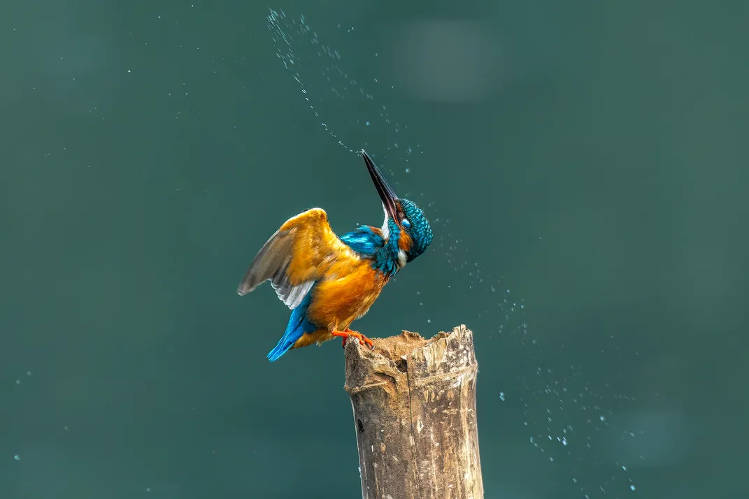 7 - Water droplets spray from the beak of a colorful common kingfisher.