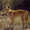 Ancient DNA Unravels the Mysteries of the Dingo, Australia's Wild Dog icon