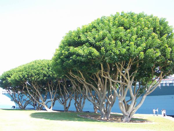 Banyan Trees, Midway aircrat carrier San Diego harbor thumbnail