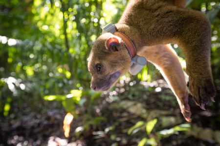 Kinkajou tagging in Panama Credit: Untamed Science Roland