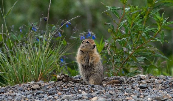 A ground squirrel stands on its hind legs in gravel with greenery in the background.