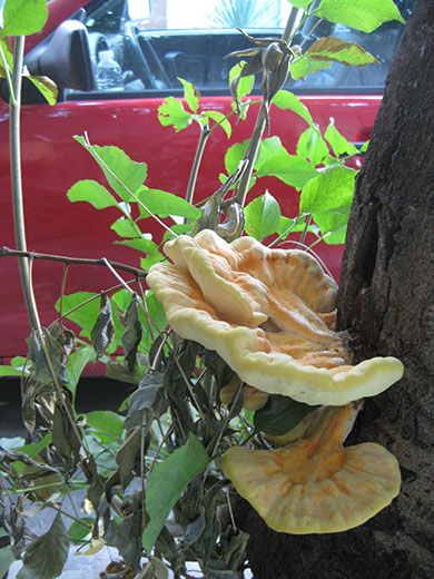 A delicious chicken-of-the-woods sprouts from a street tree in central Plovdiv.
