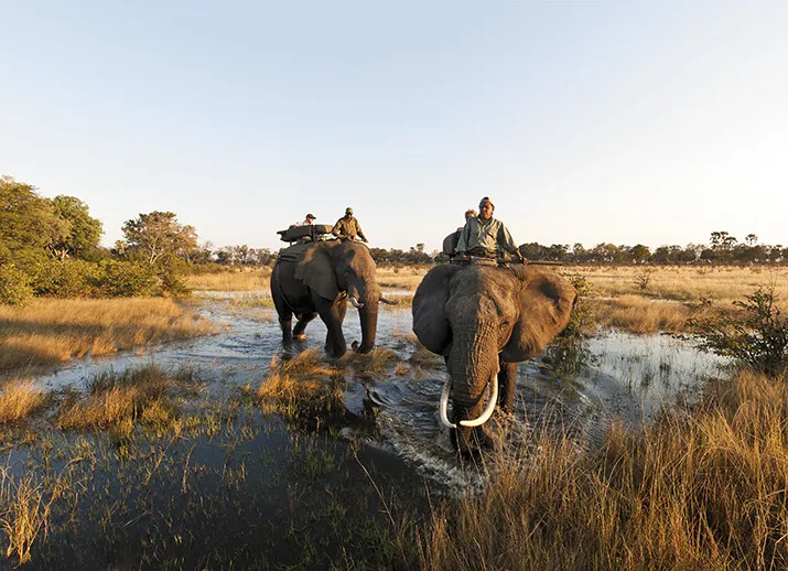The Joys and Dangers of Exploring Africa on the Back of an Elephant |  Travel| Smithsonian Magazine