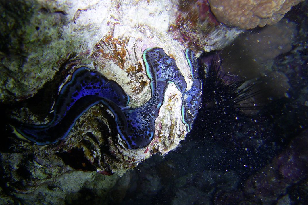 Giant Clam in the Red Sea | Smithsonian Photo Contest | Smithsonian ...