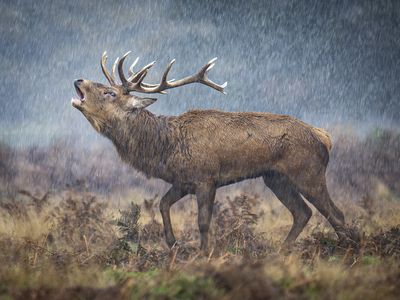 Appearing in a landscape that looks as though it were painted in watercolor, a male red deer roars in the rain. This photograph was the runner-up in the animal behavior category.