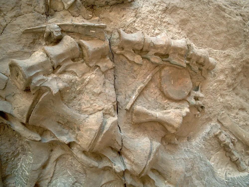 Dinosaur bone fossils at Dinosaur National Monument