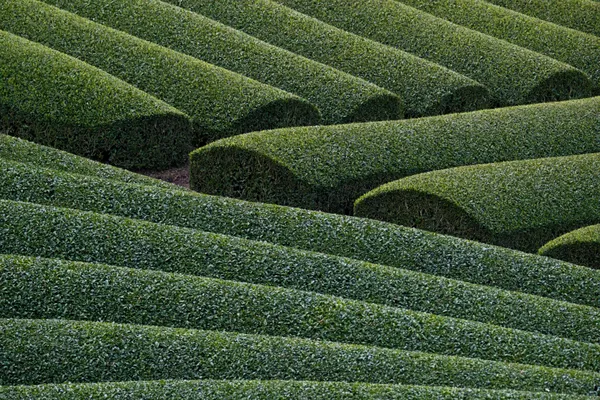 50 shades of green tea thumbnail