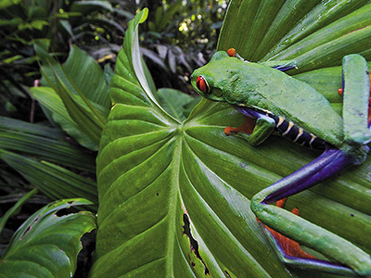 Red Tree Frog