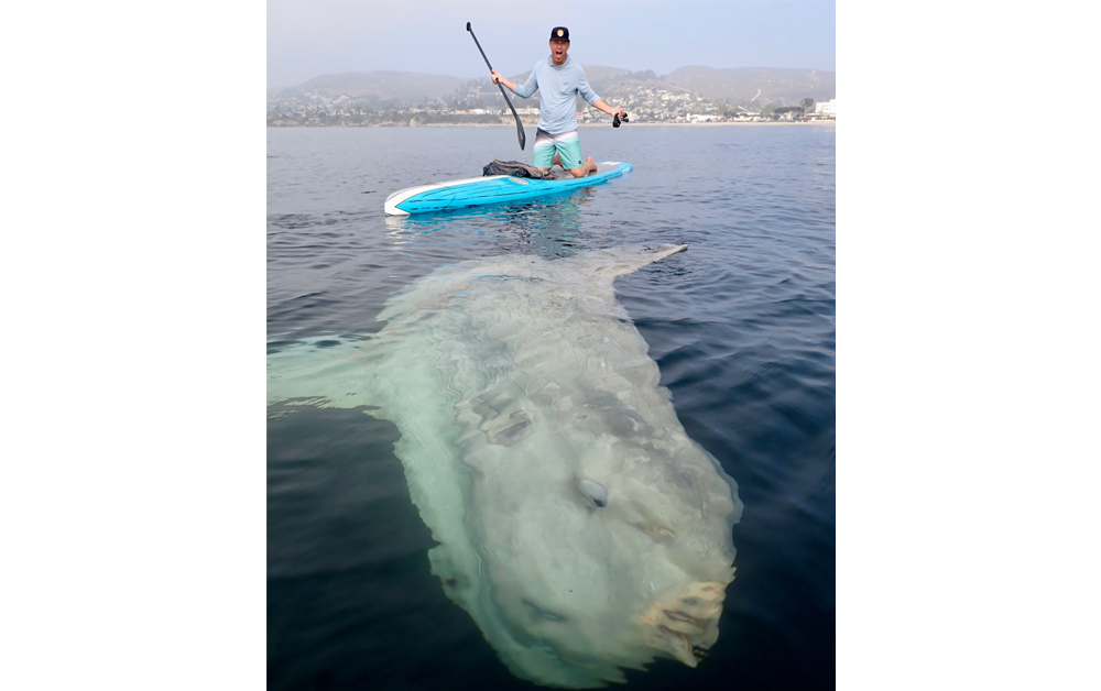 A photo of a man kneeling on a paddle board in the ocean. Below him is a colossal ocean sunfish poking just under the surface of the water.