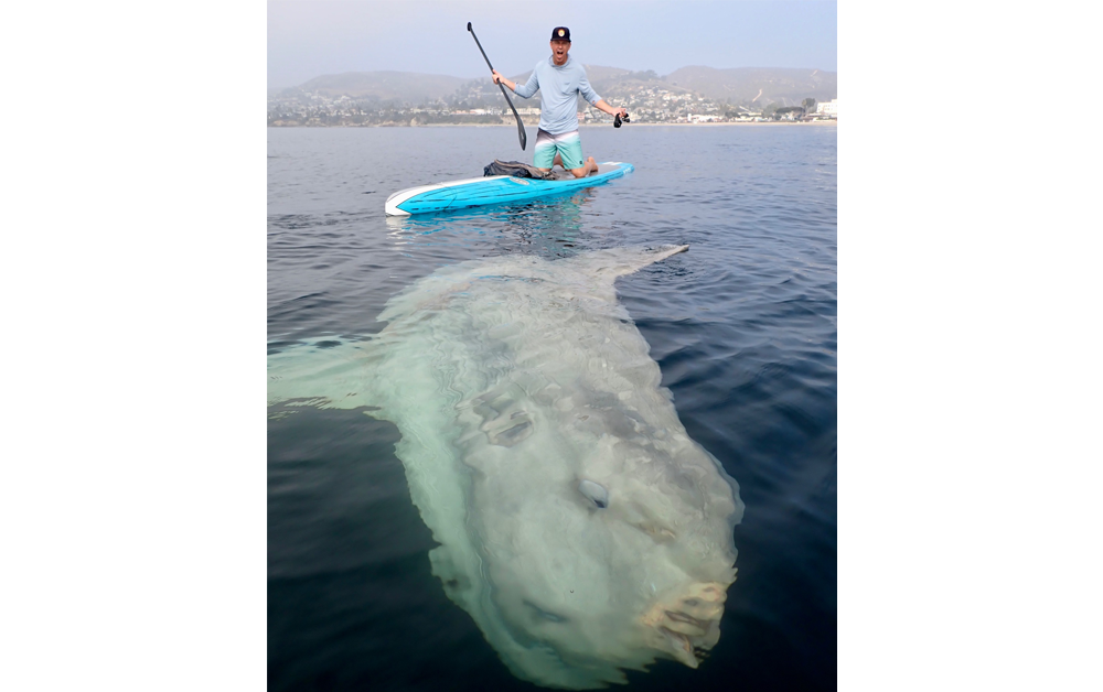 A photo of a man kneeling on a paddle board in the ocean. Below him is a colossal ocean sunfish poking just under the surface of the water.