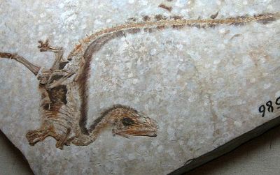 A specimen of the non-avian dinosaur Sinosauropteryx, showing the ruff of simple protofeathers along the back and tail.