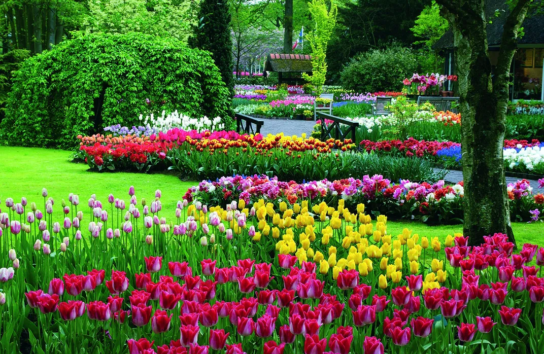 Tulips at Keukenhof