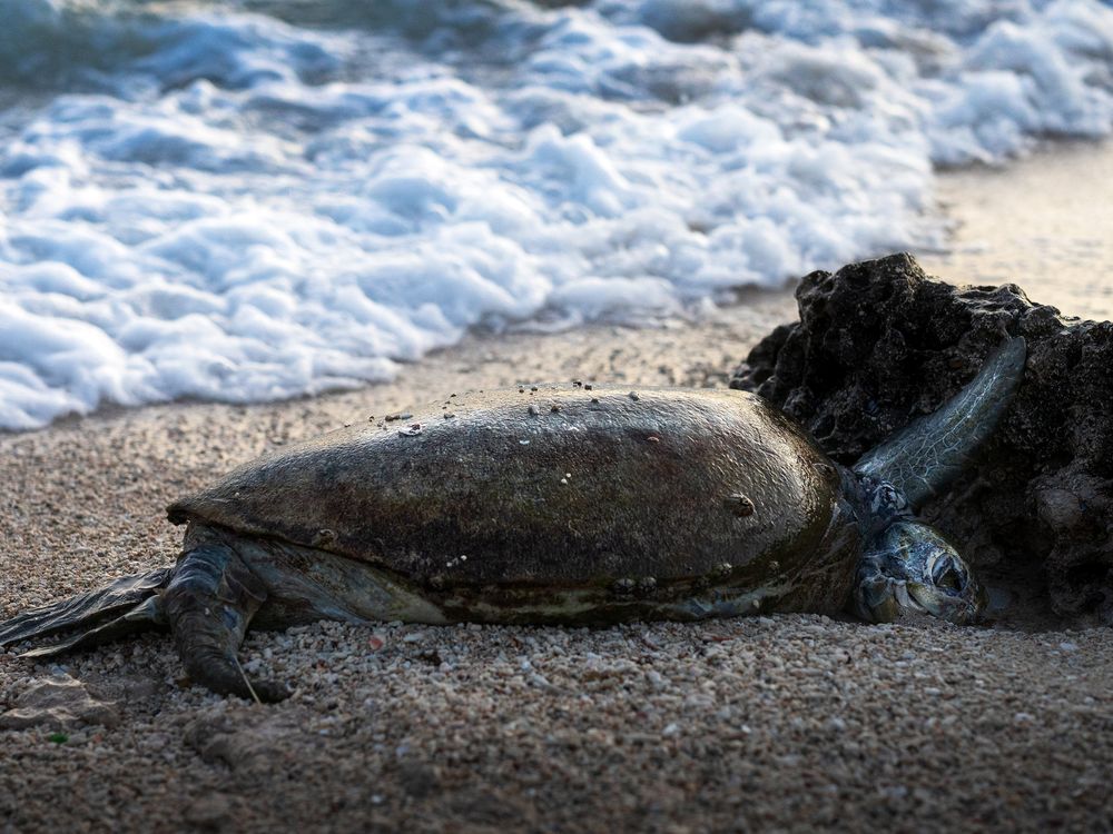Last breath of giant turtle | Smithsonian Photo Contest | Smithsonian ...