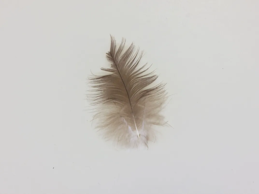 feather