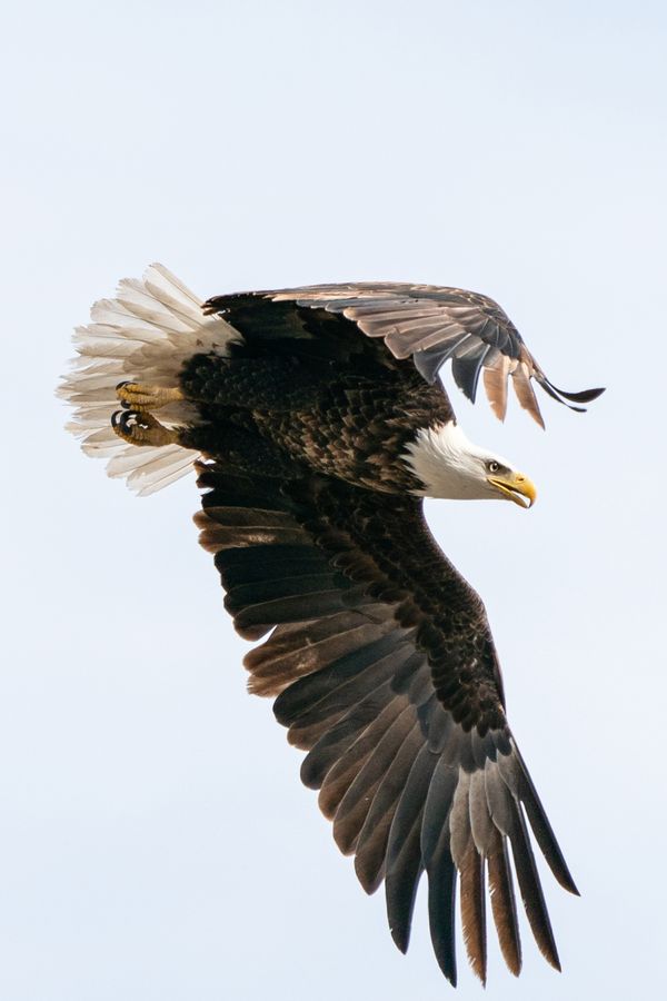 On A Wing and A Prayer thumbnail