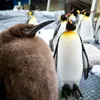 Meet Pesto, the Biggest Baby Penguin This Australian Aquarium Has Ever Seen icon