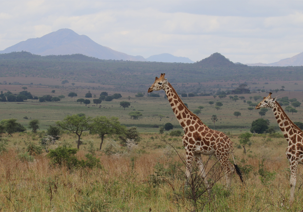 giraffe-nzcbi-michael-brown.png