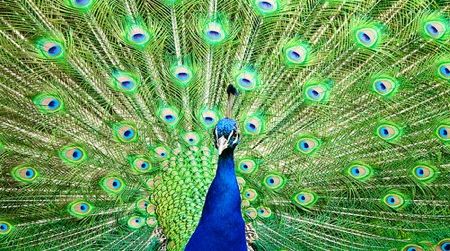 The Indian Peafowl may need help adapting to climate change.
