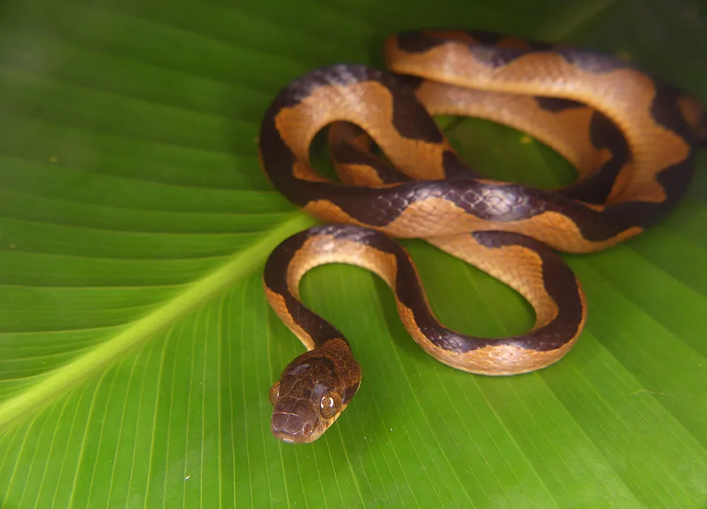 The cat-eyed snake, light brown with a dark brown stripe squiggling along its body, slithers on a green leaf in the Peruvian Amazon