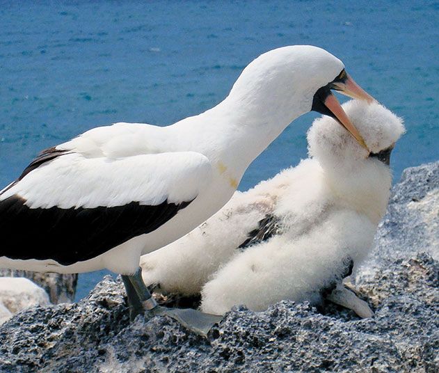 This adult Nazca booby