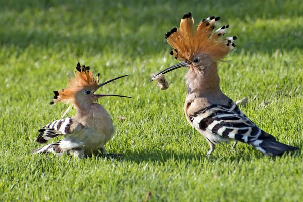 An adult hoopoe offering a freshly caught grub to a young hoopoe thumbnail